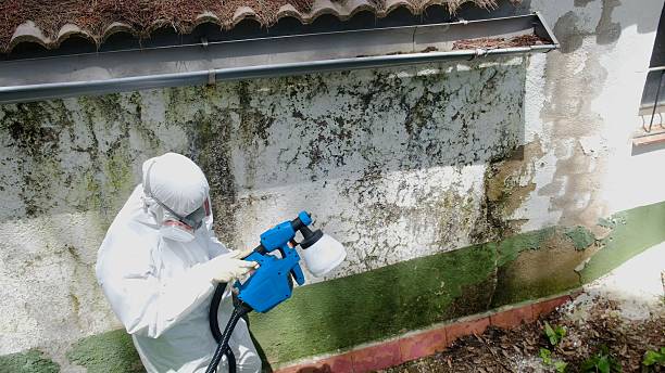Top rated local Mold Cleanup specialists in Zebulon, GA